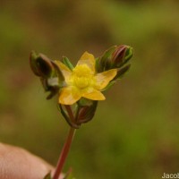 Hypericum japonicum Thunb.